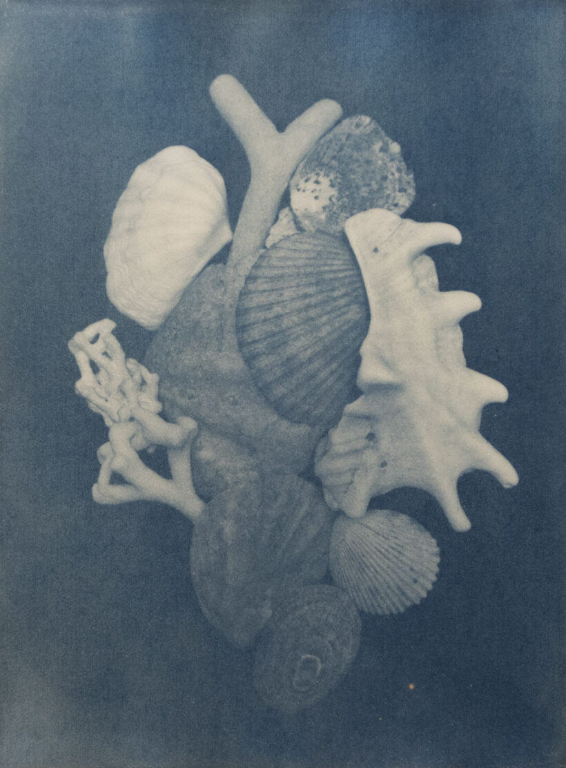 annaniskanen_cyanotype_2025_2