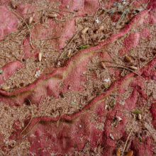 crimsoncarpet_ananyatanttu2023-3