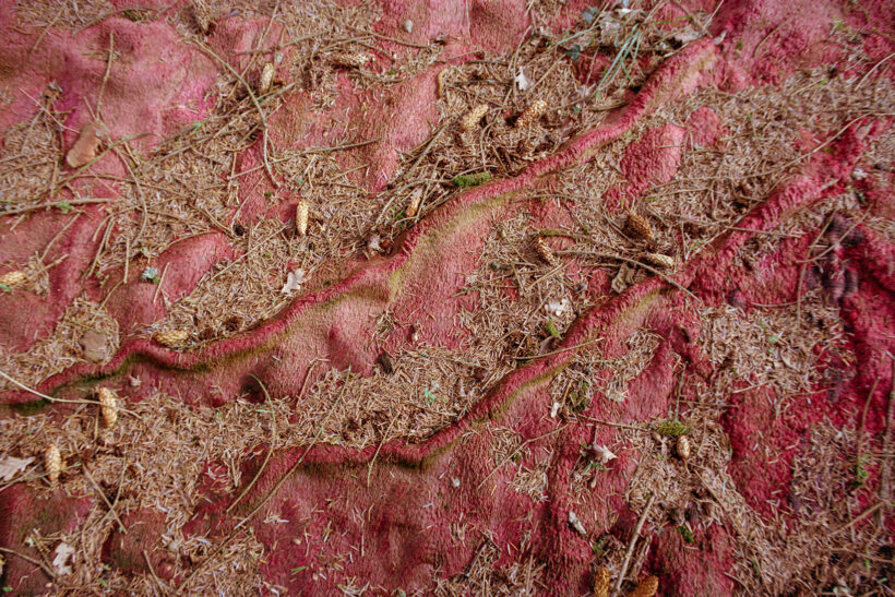 crimsoncarpet_ananyatanttu2023-3