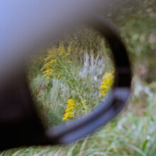 goldenrod_ananyatanttu2023