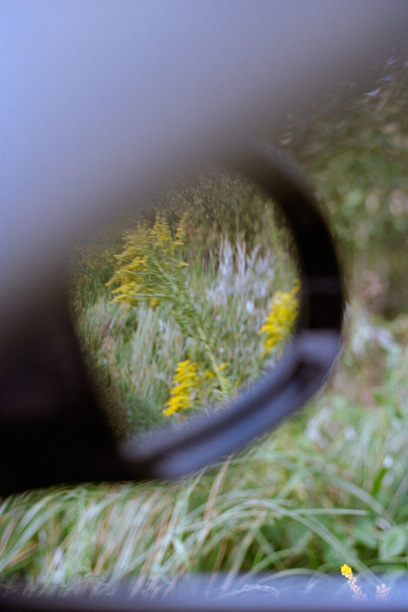 goldenrod_ananyatanttu2023